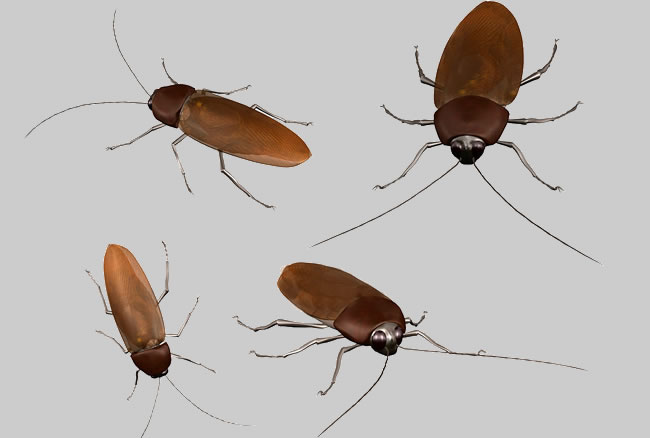 和蟑螂外形差不多的10种虫子是什么