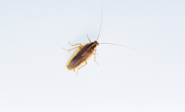 和蟑螂外形差不多的10种虫子是什么