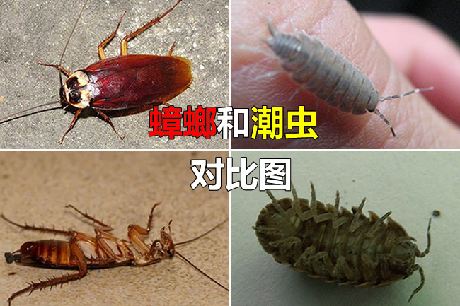 蟑螂和潮虫区别图片 蟑螂是什么品种