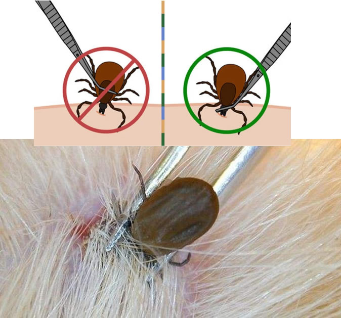 狗被蜱虫咬了会死吗 蜱虫在狗身上怎么去除