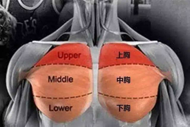 男友太大了阿受不了(有个大胸男朋友是什么体验)