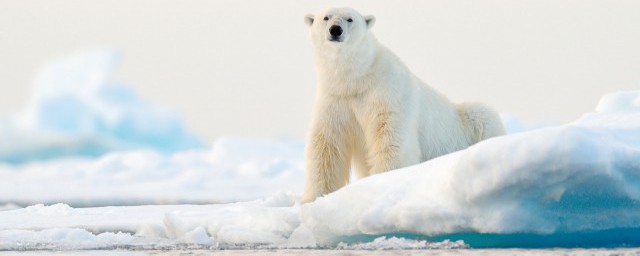 南极为什么比北极冷的原因(南极为什么比北极冷?)