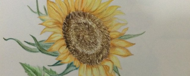 彩铅向日葵的画法(用彩铅画的向日葵)