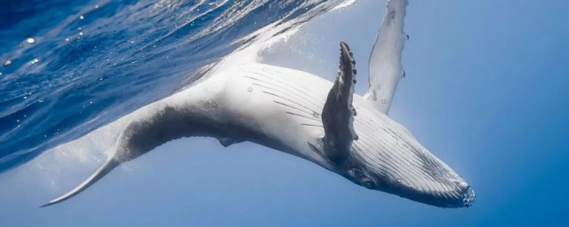 鲸类是如何从陆地走向海洋的(鲸最早生活在陆地吗)