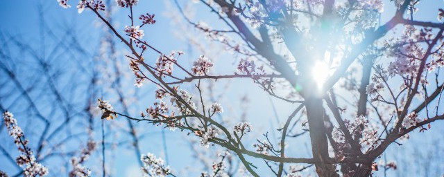 梅花的移栽季节(梅花适合几月份移栽)