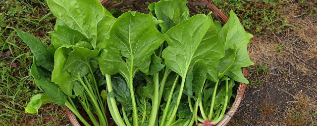 菠菜种植方法和时间几月播种(菠菜种植时间和种植方法介绍)