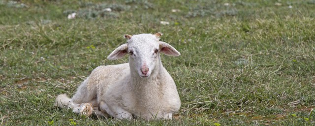 为什么澳洲冬季剪羊毛(澳洲羊毛和初剪羊毛)