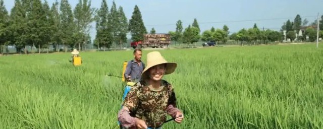 水稻怎么种植方法(种植稻米有哪几个步骤?)