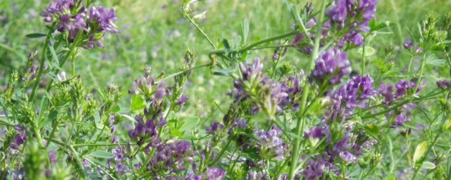 紫花苜蓿种子怎么种(紫花苜蓿草种植)
