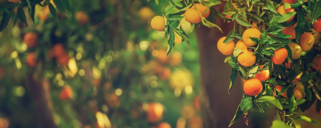 盆栽桔子树养殖方法(橘子树的养殖方法)