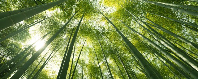 竹子怎么种植存活率高(竹子怎么种植方法)
