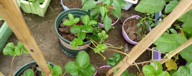 爬藤草莓怎么种植方法(爬藤草莓的种植方法)