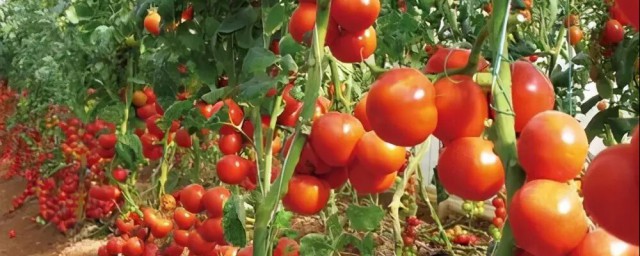 西红柿种植技术大全(番茄如何种植方法)