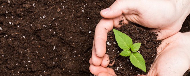 什么肥料可以让树木快速生长(让树木快速生长的肥料)