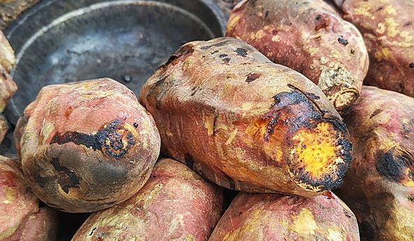 为什么红薯不能成为主粮？