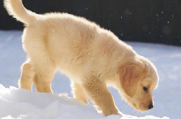 猎犬品种排名 十种最好养的狗狗