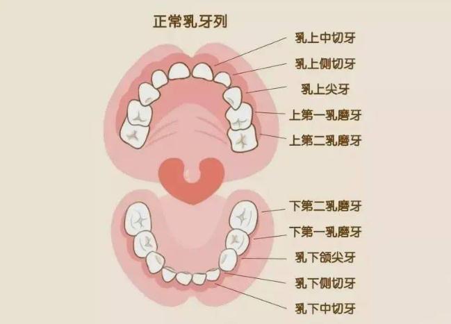 儿童换牙齿顺序和年龄图 儿童换牙齿注意些什么