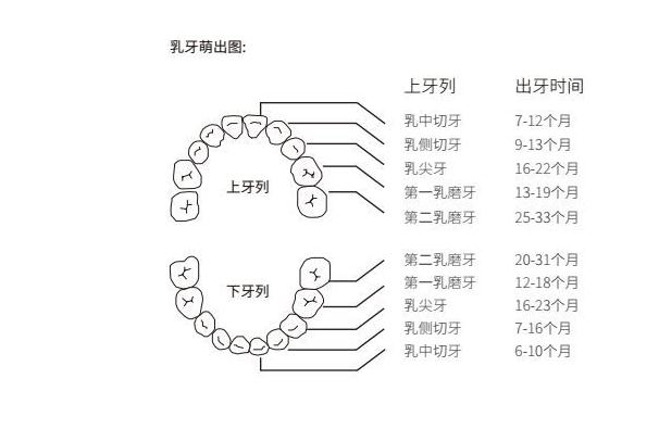 儿童换牙齿顺序和年龄图 儿童换牙齿注意些什么